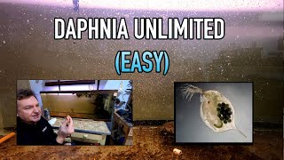 How I Raise Daphnia Water Fleas And You Can Too [upl. by Lihka]