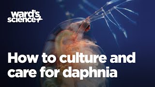 Caring and Culturing for Daphnia [upl. by Fording146]