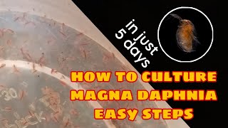 How to Culture Magna Daphnia Easily [upl. by Greysun]