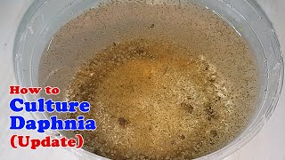 How to Culture Daphnia Update with ZERO Cost  Unlimited Live Food for Our Fish [upl. by Critta139]