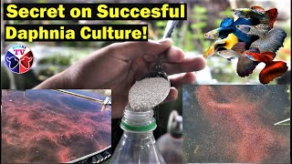 How to Culture Daphnia Successfully [upl. by Jesh]