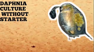 HOW TO CULTURE DAPHNIA NATURALLY WITHOUT A STARTER [upl. by Nabroc204]