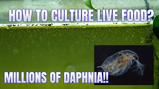 How to Culture Daphnia Secret Method to Breed MILLIONS  Simply Aquatic [upl. by Lauren]