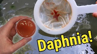 How I Culture Daphnia In Outdoor Tubs [upl. by Monda]