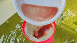 How to culture daphnia  Daphnia culture  How to grow daphnia outdoor [upl. by Vladamar7]