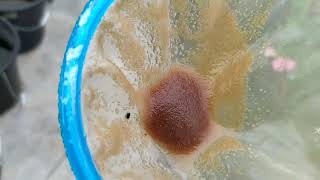 How to culture daphnia moina in a small container Part 1 English Subtitle [upl. by Bobbye]