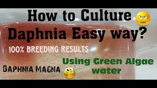 Daphnia MagnaHow to Culture Daphnia Easy wayCulturing Daphnia using Green water Daphnia [upl. by Bergstrom]