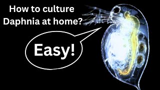 BEST Live Fish Food Beginner guide How to Culture Daphnia at home [upl. by Llerryt]