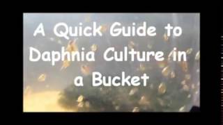 How to culture daphnia outside [upl. by Jaynes]