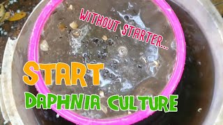 How to culture daphnia moina the easy way 1  Starting the Daphnia culture [upl. by Etnaihc]