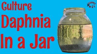 How to Culture Daphnia in a Jar [upl. by Sallyanne]