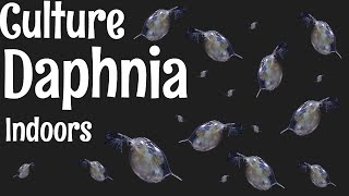 How to Culture Daphnia [upl. by Anirok177]