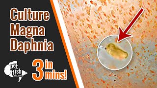 How to culture DAPHNIA MAGNA  The easy way [upl. by Silsbye765]