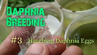 Daphnia Culture made simple and easy 3  Hatching Daphnia eggs [upl. by Refannej]