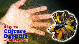 How to Culture Daphnia with ZERO Cost  Unlimited Live Food For Our Fish [upl. by Nwahsyar]