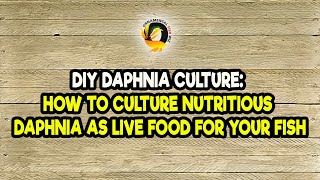 DIY Daphnia Culture How to Culture Nutritious Daphnia as Live Food for Your Fish [upl. by Euqinom]