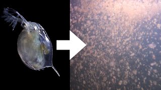 How I Culture Daphnia [upl. by Loris]