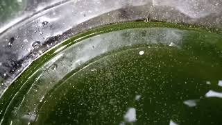 DAPHNIA MOINA CULTURE IN A SMALL BUCKET [upl. by Bevus]