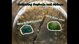 How To Culture Daphnia and Moinas using Green Water Spirulina powder [upl. by Tray]