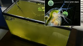 Raising Daphnia for the Freshwater Aquarium [upl. by Baillieu]