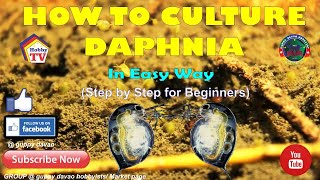 HOW TO CULTURE DAPHNIA In Easy Way [upl. by Augie2]